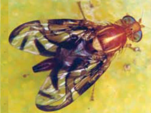 Ceratitis capitata (mosca-das-frutas)