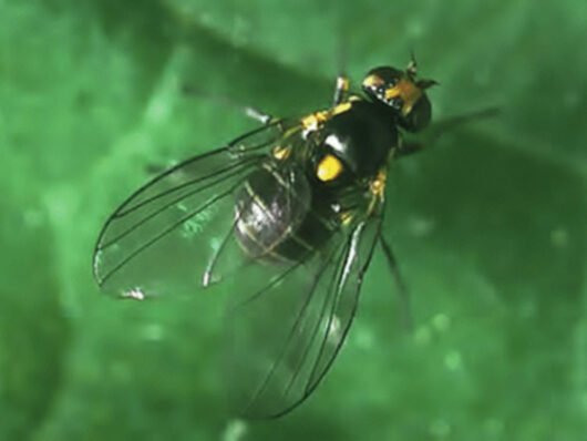 Lyriomyza huidobrensis