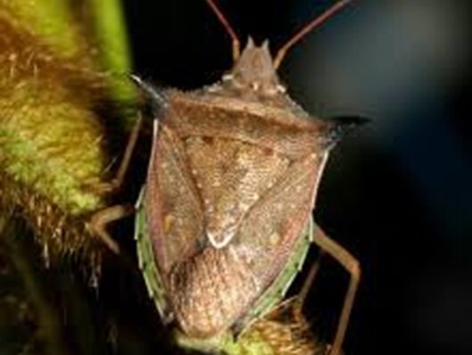 Tibraca limbativentris