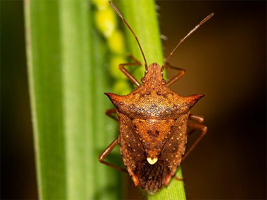 Diabrotica speciosa