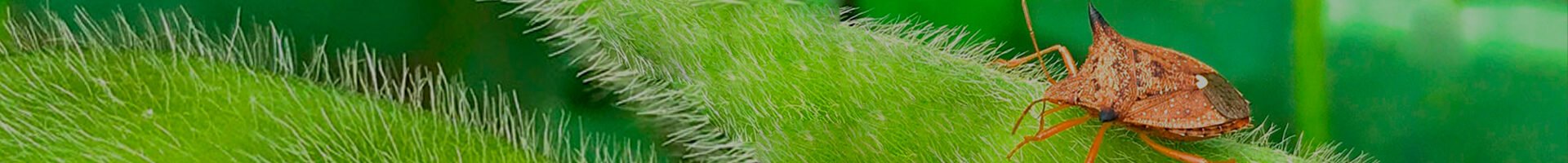 Euschistus heros (Percevejo-Marrom)