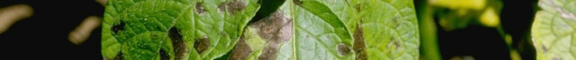 Alternaria solani (mancha-de-alternaria)