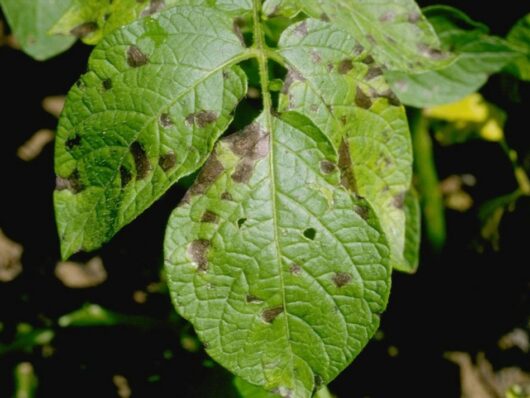 Phytophthora infestans