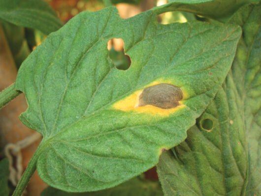 Septoria glycines (septoriose)