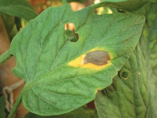 Colletotrichum spp