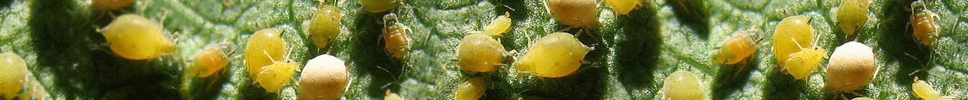 Aphis gossypii (pulgão-do-algodoeiro)