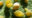 Aphis gossypii (pulgão-do-algodoeiro)