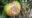 Phytophthora infestans
