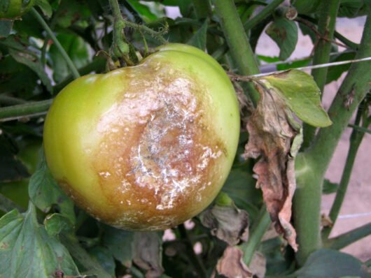 Bremia lactucae