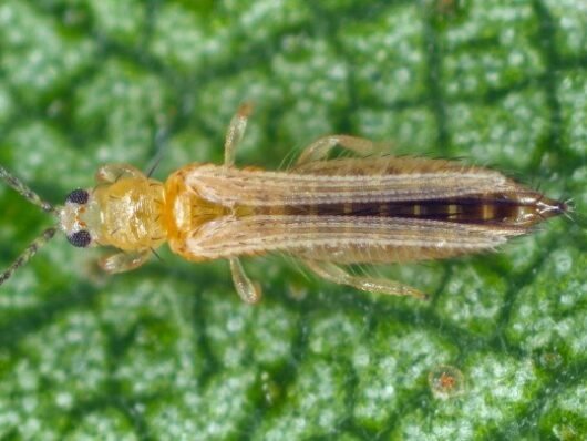 Bemisia tabaci
