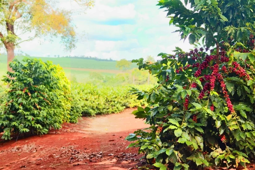 Cafeicultor: saiba a importância de controlar o ciclo do bicho mineiro e evitar danos severos em sua lavoura