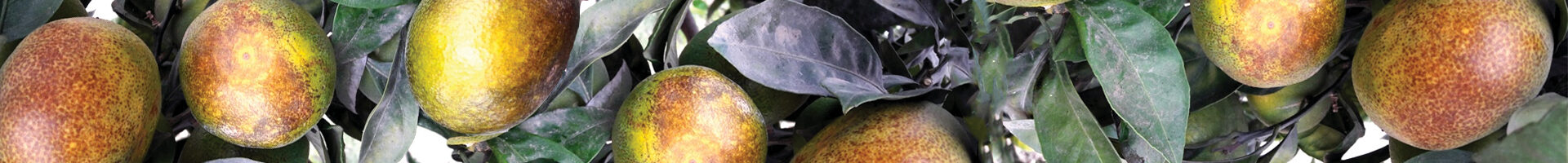 Phyllocoptruta oleivora