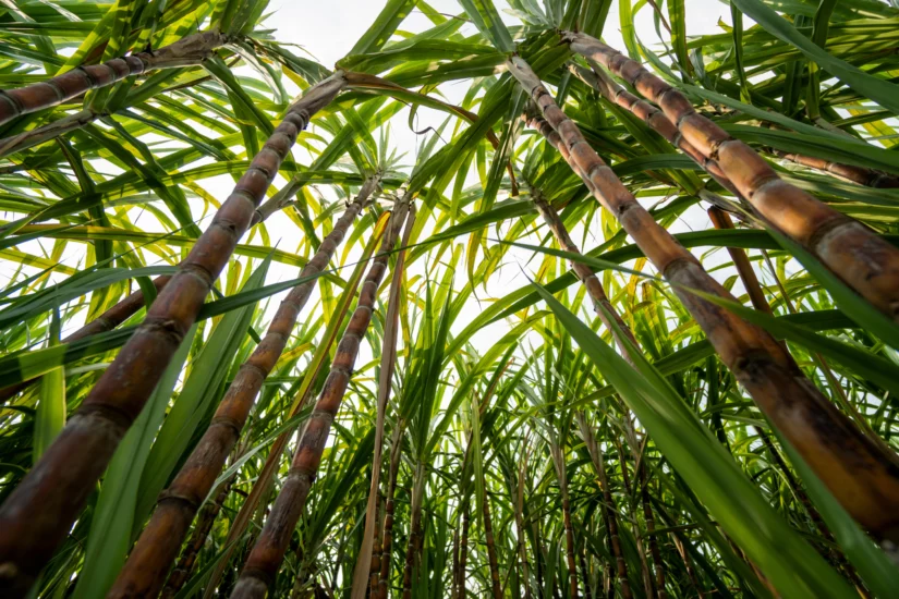 Como proteger seu canavial dos nematoides?