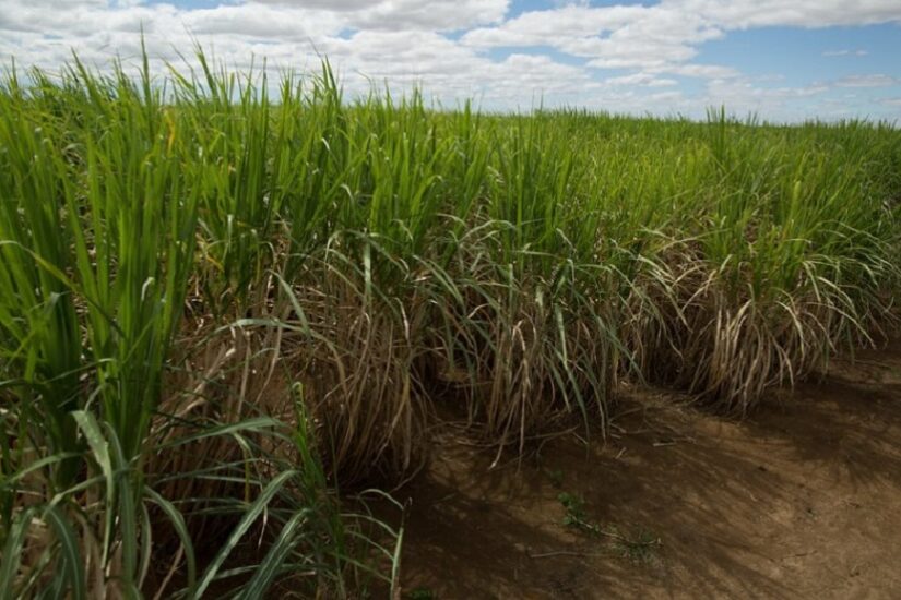 Como proteger o canavial de plantas daninhas no período semi-seco