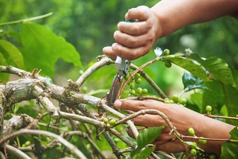 Poda do café pode aumentar produtividade em 20%: saiba qual utilizar