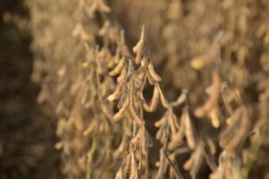 Dessecação pré-colheita potencializa ganhos na sojicultura