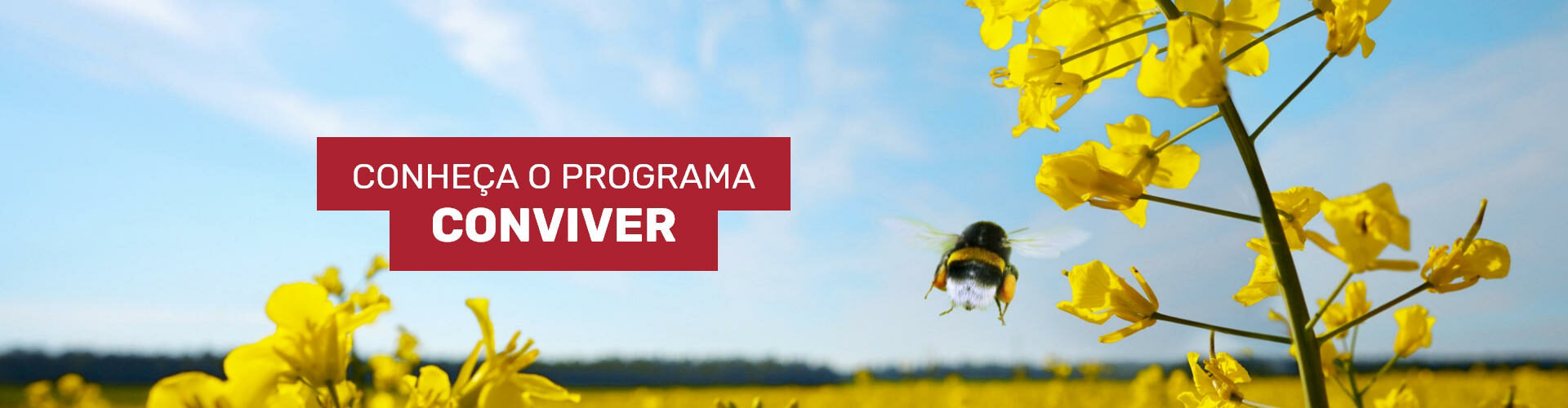 Projeto Conviver
