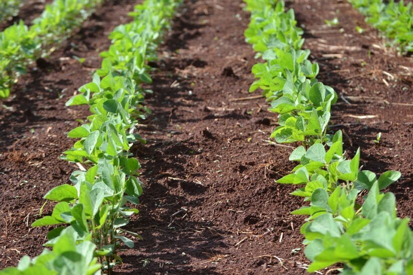 Qual a previsão climática para 22/23 e como se preparar para proteger o plantio?