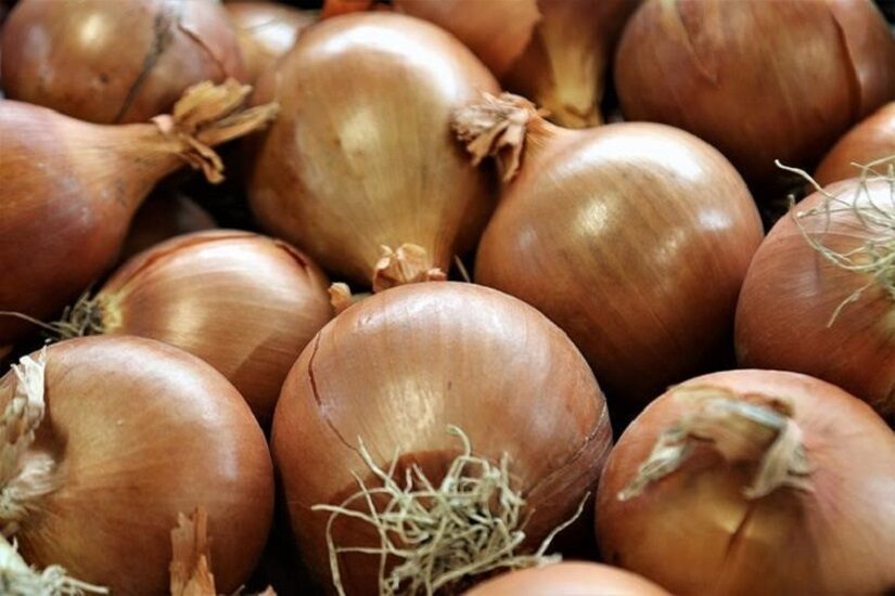 Dicas para padronizar o plantio de cebolas