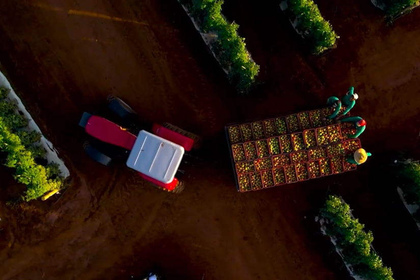 Tecnologias impulsionam produção nacional do tomate