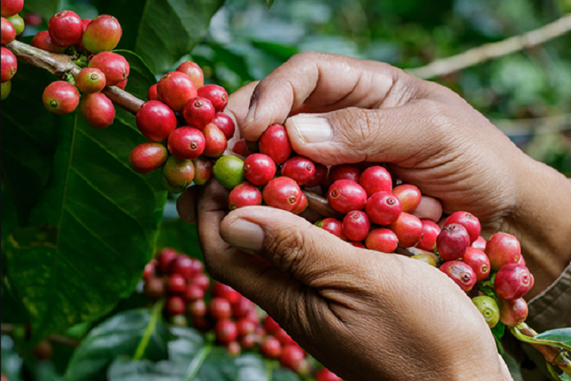 Café: saiba como o uso de tecnologia pode influenciar a qualidade