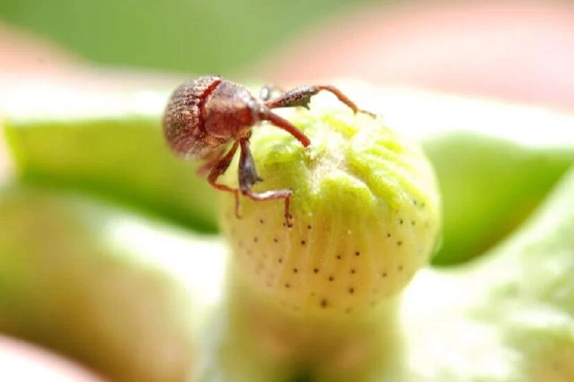 Quer acabar com o bicudo-do-algodoeiro? Saiba como