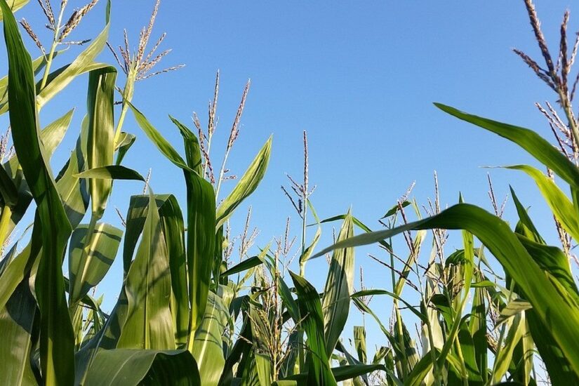 Milho: veja como o controle de plantas daninhas aumenta a produtividade