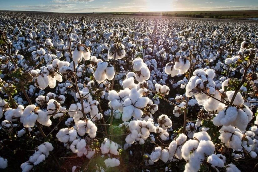 A valiosa contribuição das abelhas para o cultivo do algodão