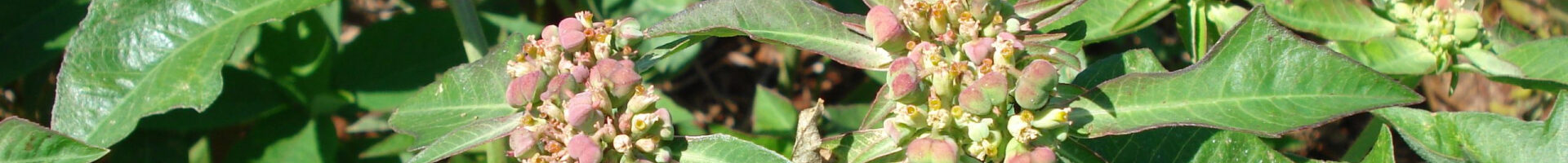 Euphorbia heterophylla