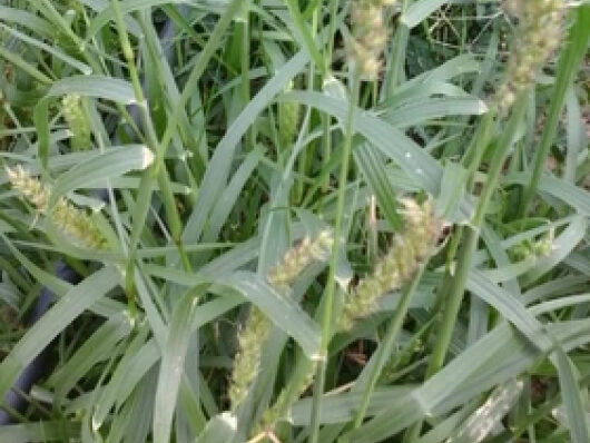 Eleusine indica
