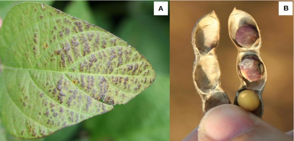 Cercospora kikuchii