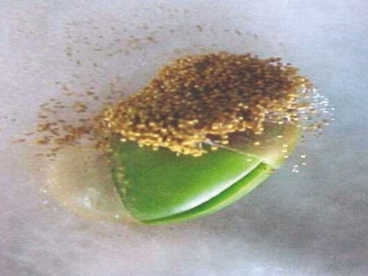 Fusarium moniliforme (podridão-do-colmo ou podridão-rosada-do-milho)