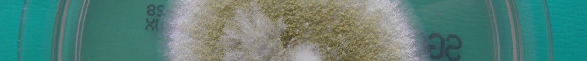 Fungo-de-Armazenamento