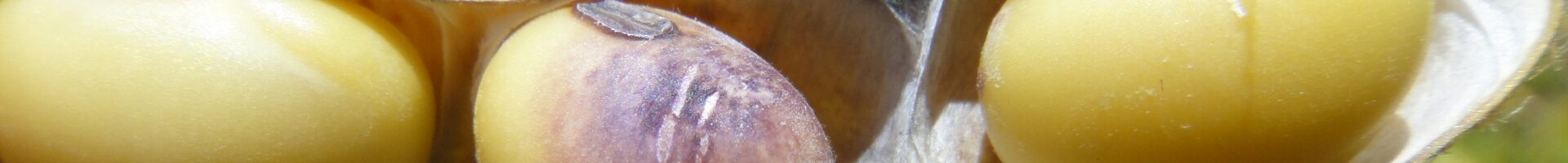 Mancha-púrpura-da-semente