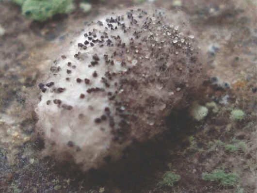 Phomopsis-da-semente