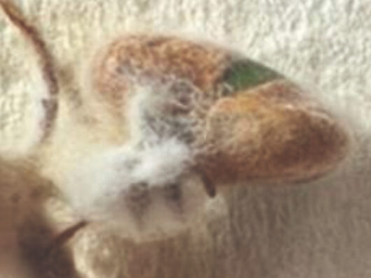 Podridão-da-semente