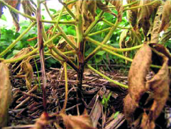 Podridão por Phytophthora sojae