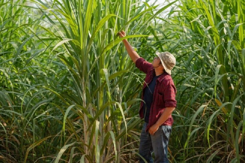 Seletividade do herbicida é fator principal para um canavial produtivo