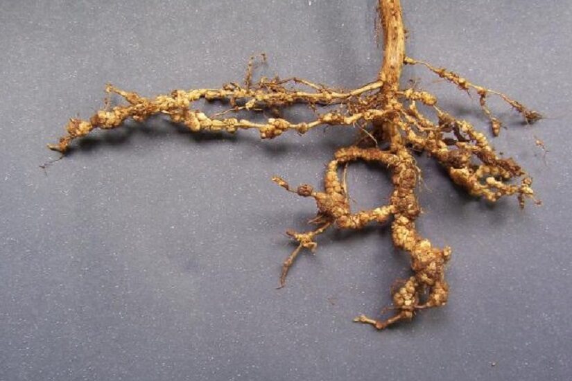 Nematoides podem causar prejuízo milionário na soja; saiba como evitar
