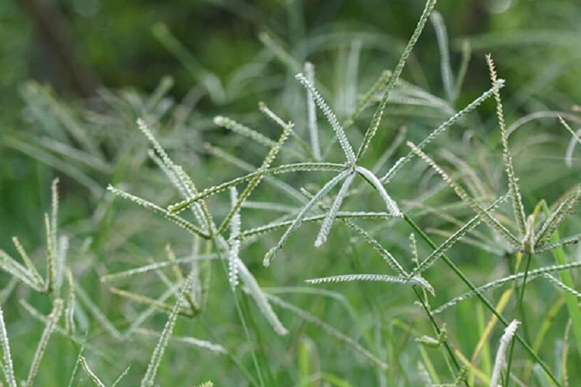 Capim-pé-de-galinha: pesquisa aponta resistência múltipla a herbicidas