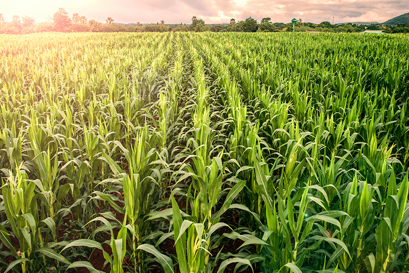 IHARA apresenta tecnologias disruptivas para controle dos principais detratores de produtividade durante Dia de Campo Verão da C.Vale