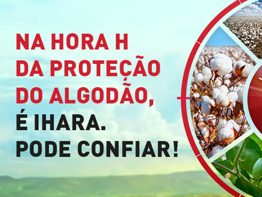Algodão: seca, calor e pragas impactaram safra brasileira Como planejar a próxima?