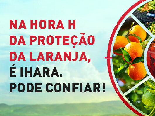 Como controlar o greening, a principal ameaça dos pomares