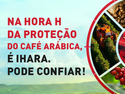 Arabica Coffee