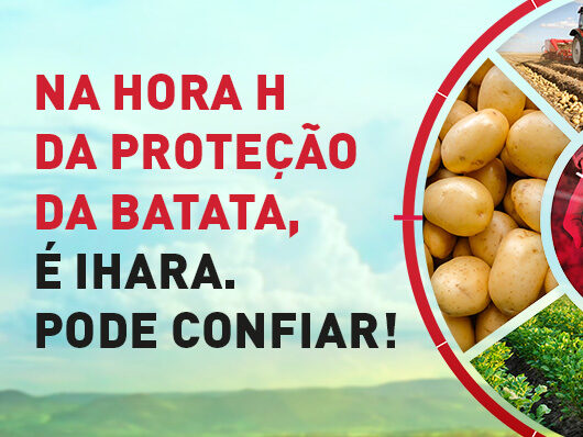 Rizoctoniose e sarnas na batata: Como acertar no controle?