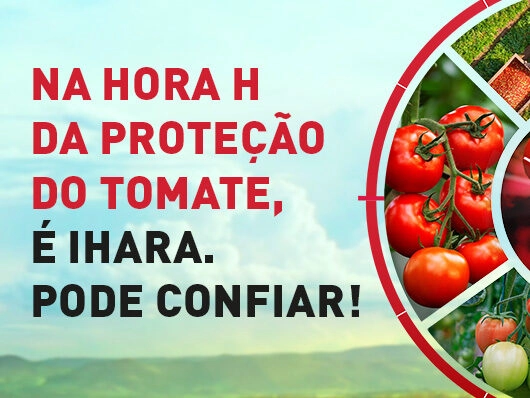 Tecnologias impulsionam produção nacional do tomate