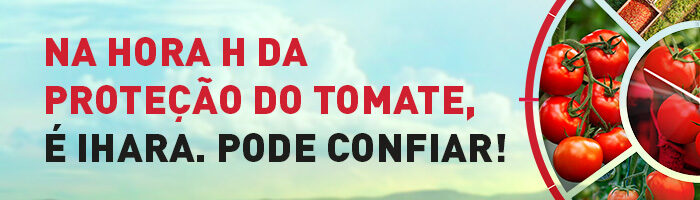 Tomate