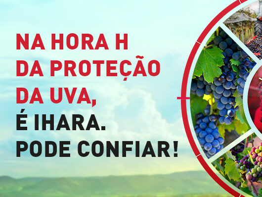 Míldio da videira: saiba o que é e como manejar da forma correta