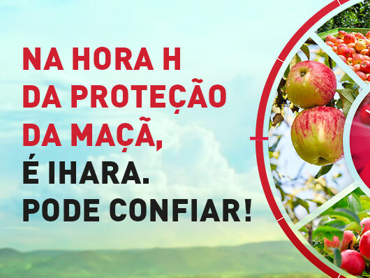 Artigo: Contribuição das abelhas para a produção de frutos de maçã