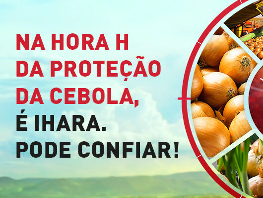 Como realizar o controle eficaz do míldio na cebola